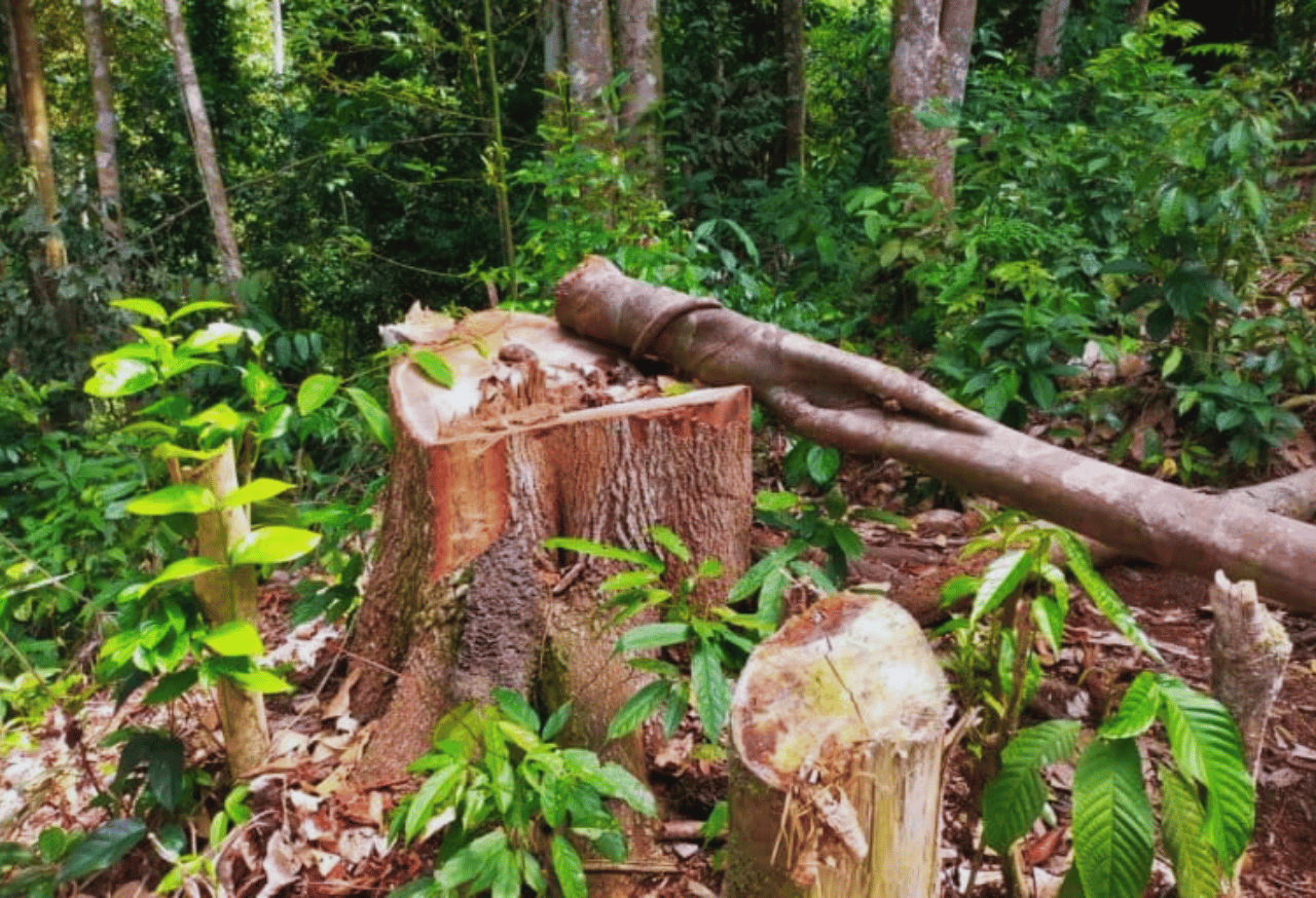Deforestasi dan Perambahan Hutan
