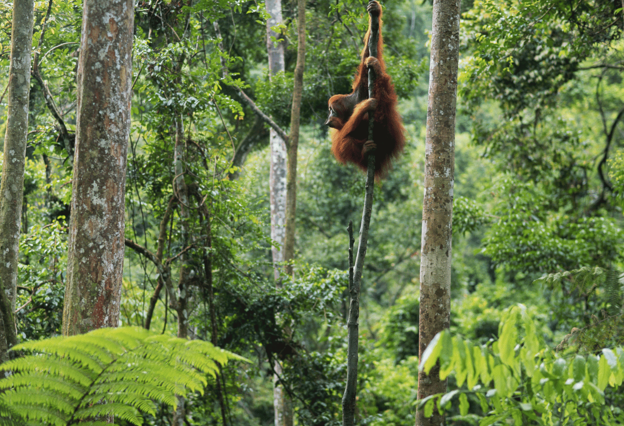 GUNUNG LEUSER