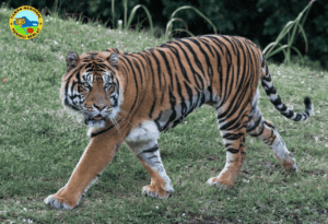 Harimau Sumatra