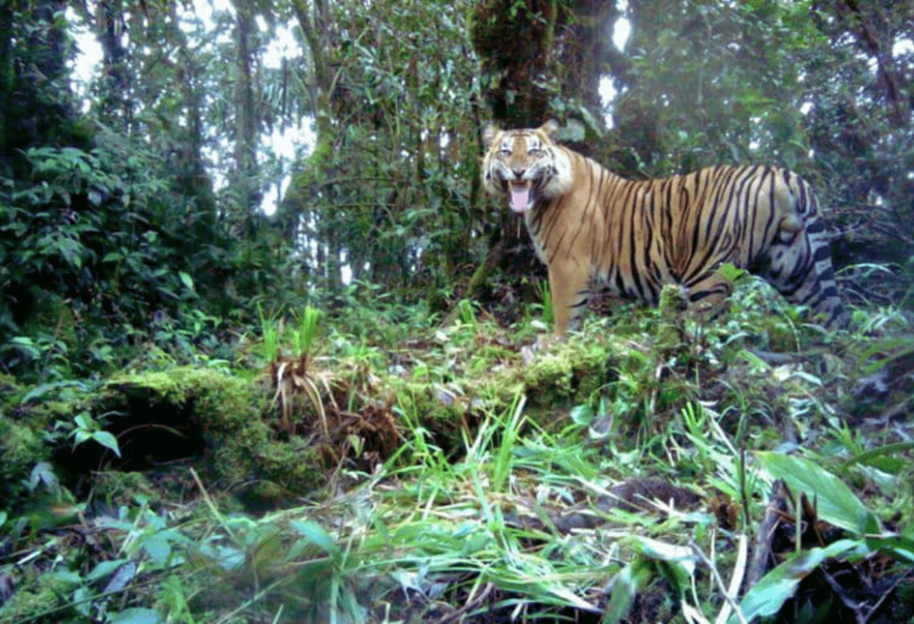 Konservasi Habitat Satwa Liar