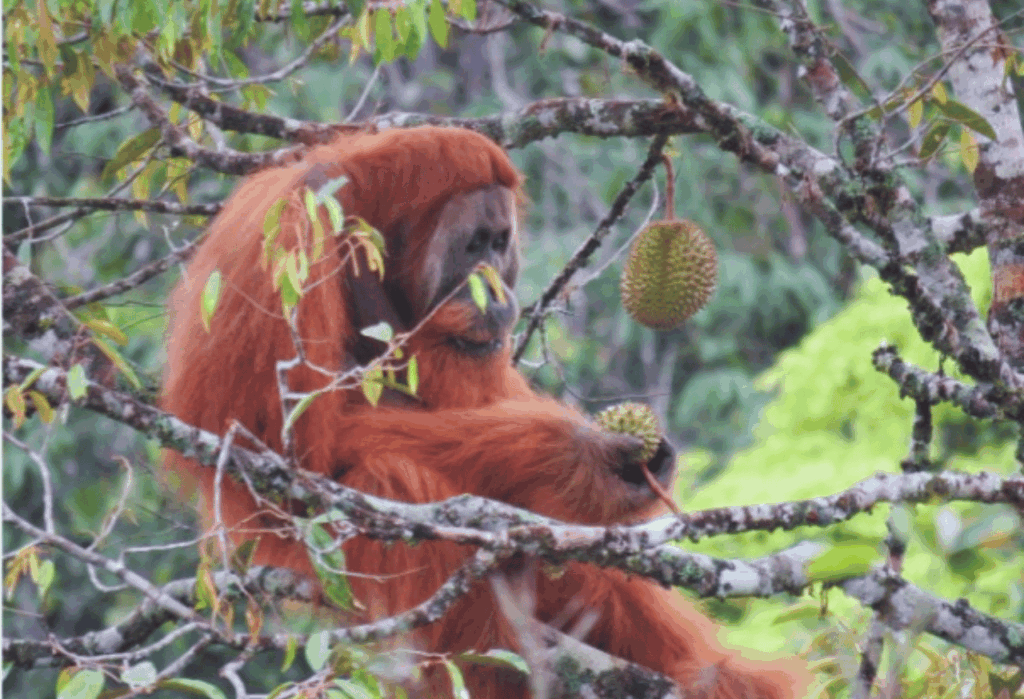 Menjaga Permata Alam Sumatera