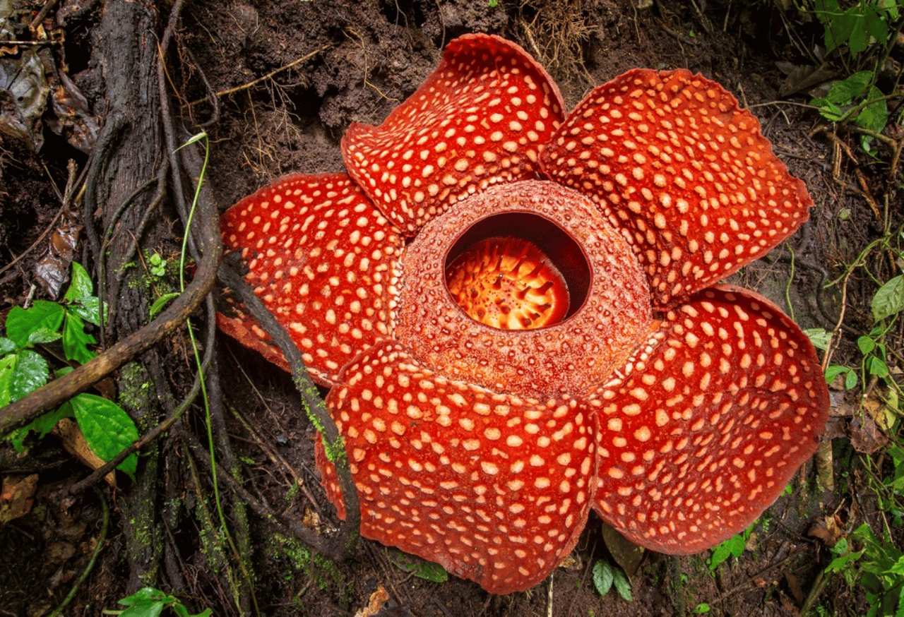 Pelestarian Keanekaragaman Flora