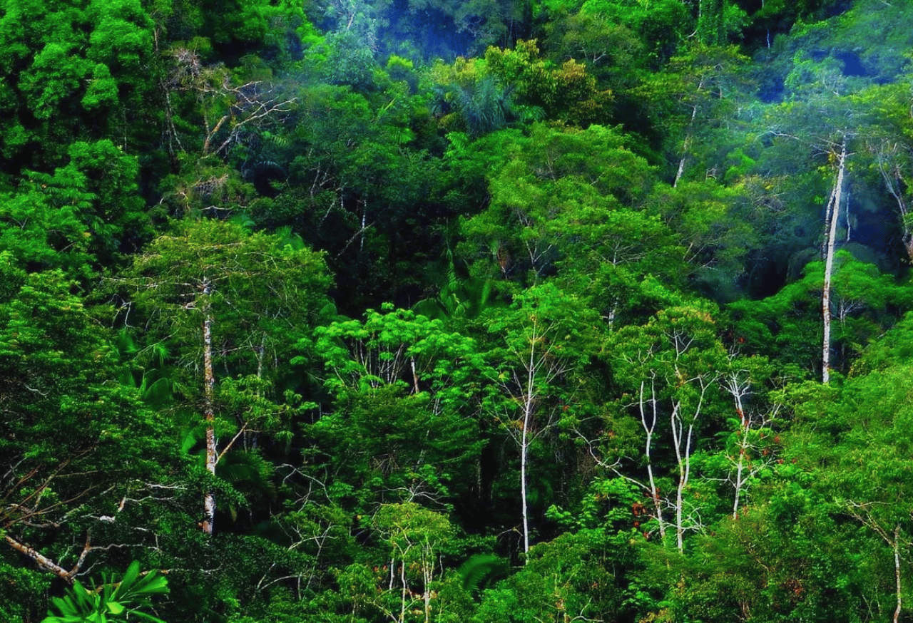 Pengelolaan Ekosistem Hutan Hujan Tropis