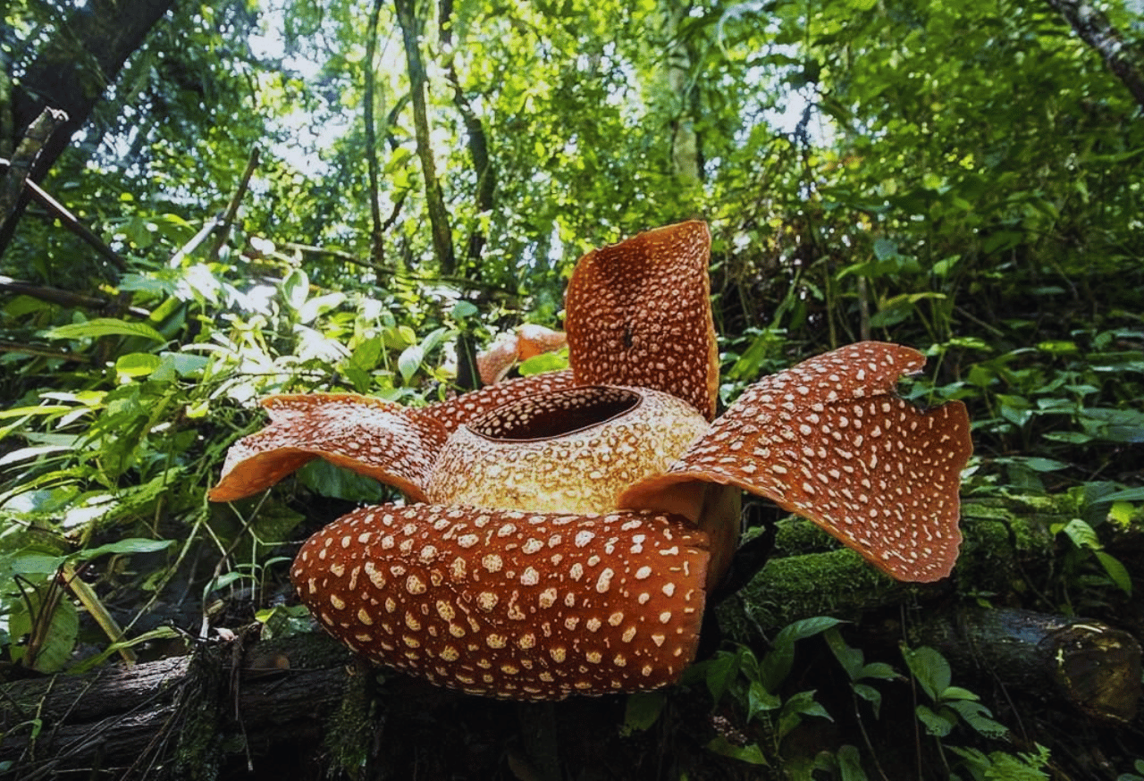 Pentingnya Konservasi Taman Nasional Kerinci Seblat