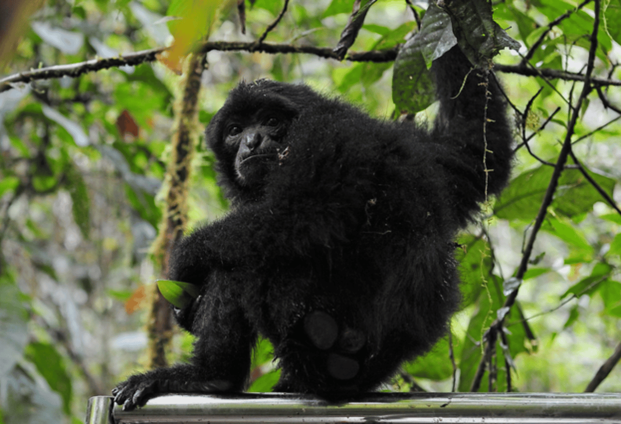 Perlindungan Satwa Langka