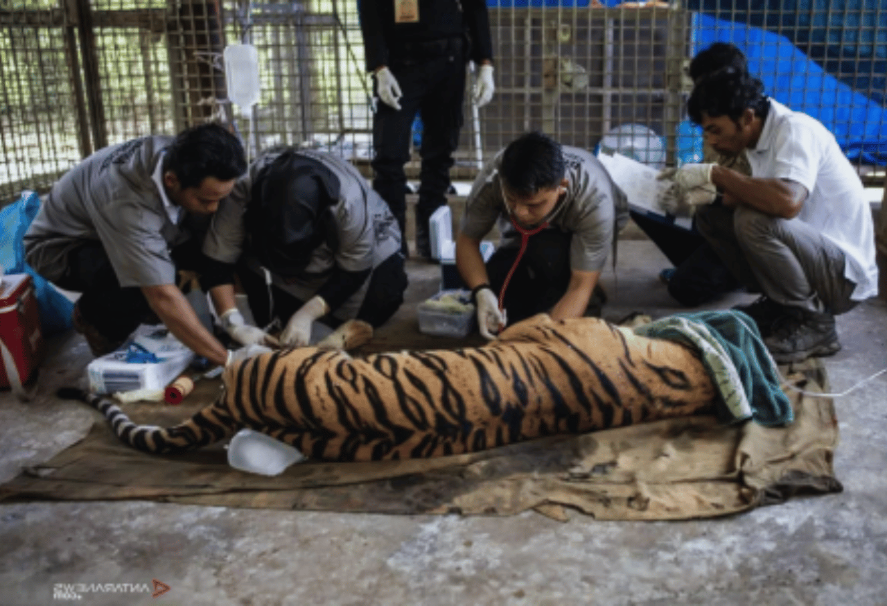 Program Sahabat Harimau