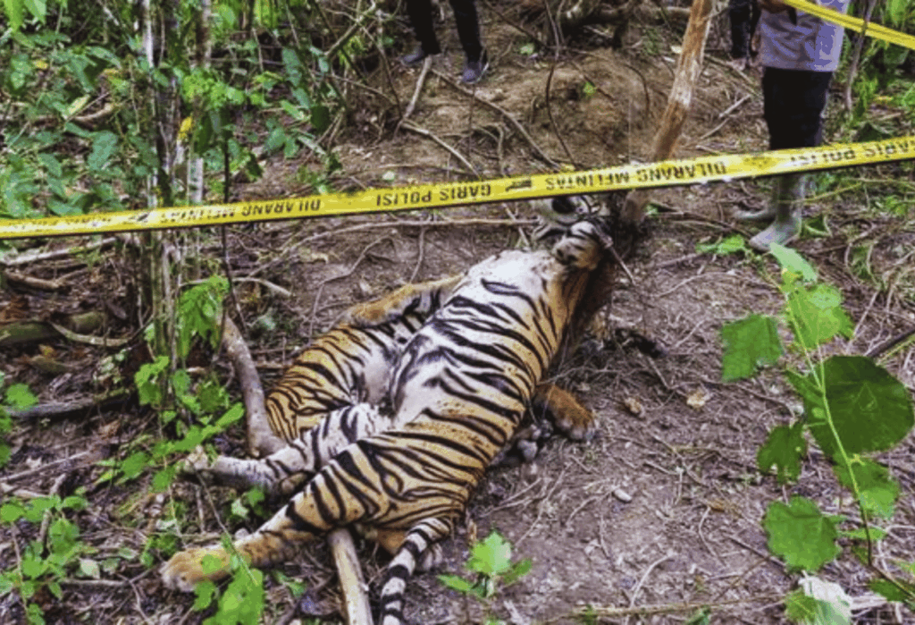 Tantangan dan Upaya Konservasi